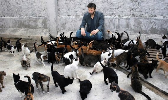 cheer_up_keanu_cats.jpg