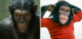 Rise of the Planet of the Apes and Project Nim