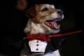 Consider Uggie, Day 78: Artist Wonder Dog Claims Top Golden Collar Award