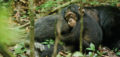 REVIEW: Disney Doc Chimpanzee Is Shamelessly Adorable Simian Sensationalism