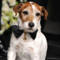 Uggie  (Getty Images)